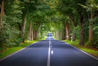 Tree Lined Road